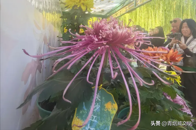 趵突菊韵 锦绣泉城