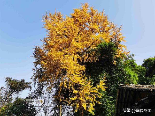 大安叶家沟古道旁的银杏黄