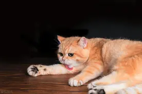 猫咪摄影：打破传统，教你捕捉独一无二的猫咪瞬间！图片