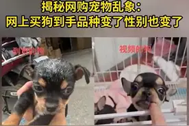 网上买狗 到手品种变了性别也变了图片