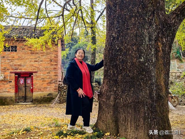 金叶映古村，醉美长岗岭