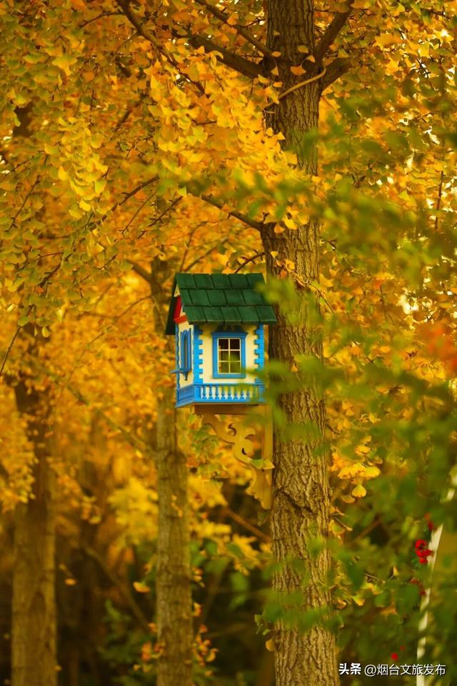 【乐游烟台】这是一份来自“金色梦境”的邀约，一起来撒欢