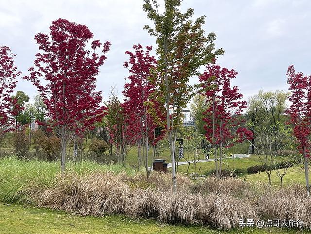 成都双流被低估景区，枫叶惊艳恍若到了川西，不要门票，公交直达