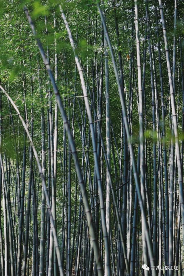 报告!新发现都江堰隐藏款“绿野仙踪”🤟