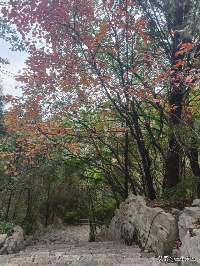 无为在歧路，济南红叶谷