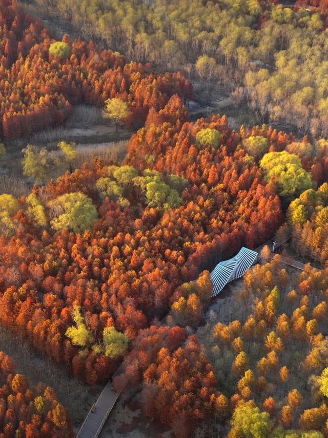 初冬逛沪郊!奉贤、崇明限时优惠来啦