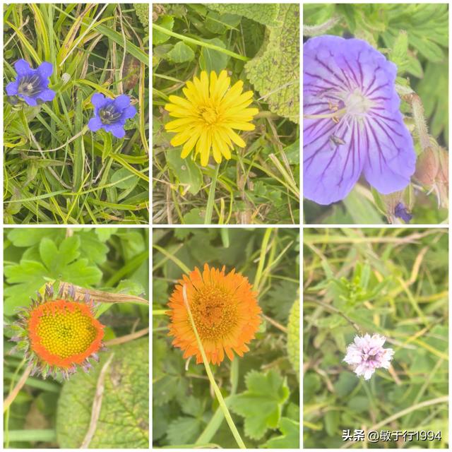 五点分析和建议，看过就知道伊犁琼库什台和喀拉峻大草原该去哪个