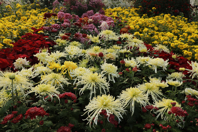 内乡35届菊花节启幕，十万盆秋菊绘就文旅新图