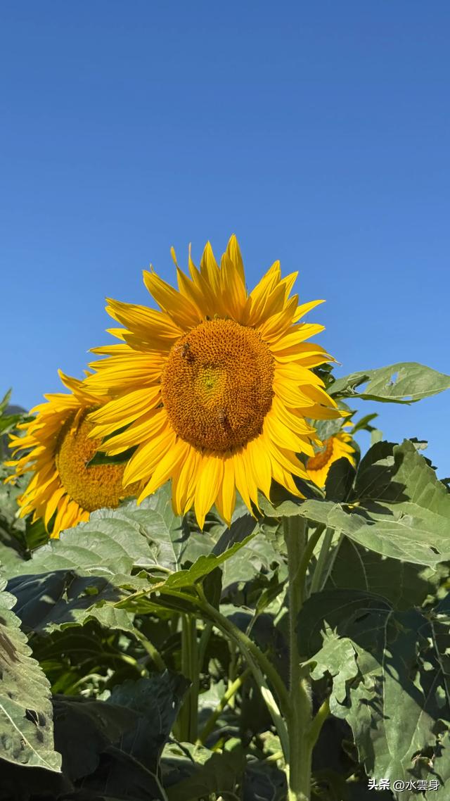 🌻【昌平区溜石港村高山梯田向日葵花海旅游攻略】🌻