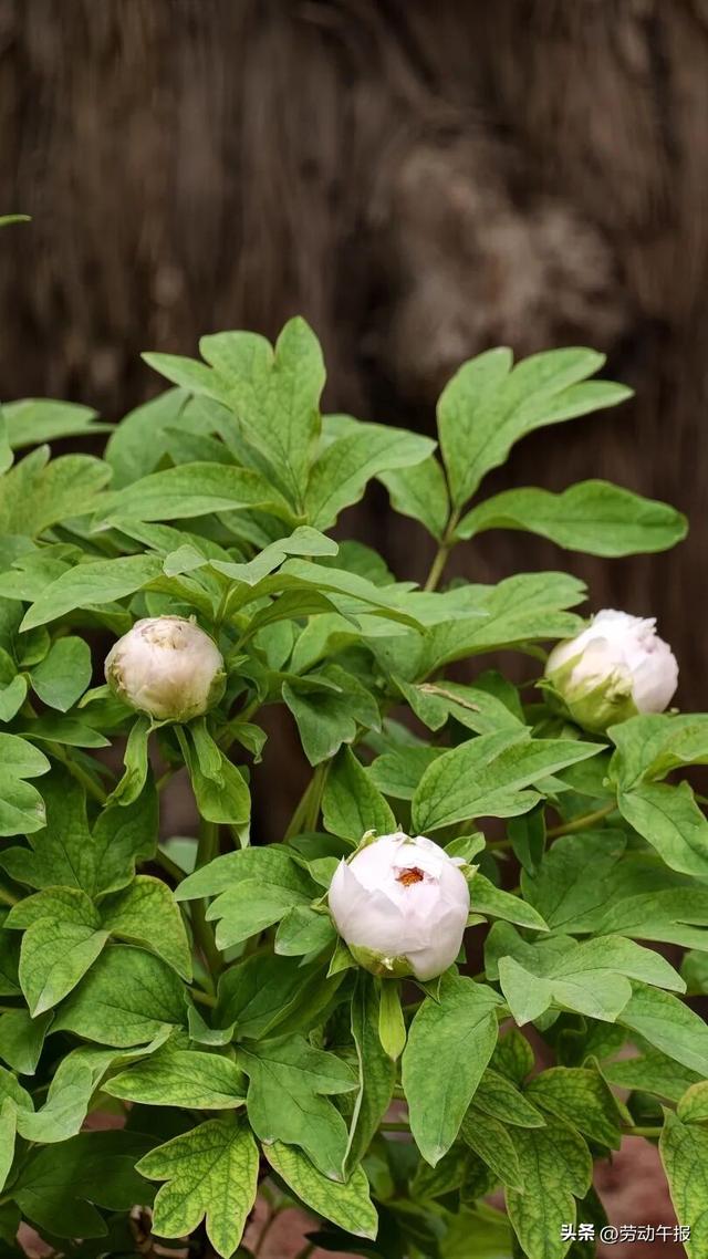 “太庙牡丹游园活动”嗨玩8天！赏花观演、集章打卡、文创市集一站式畅玩