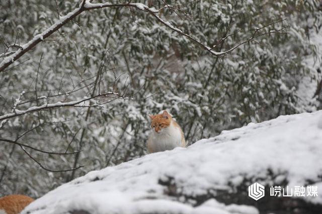 崂山九水游览区迎来今冬首场降雪 开启冬日游序章