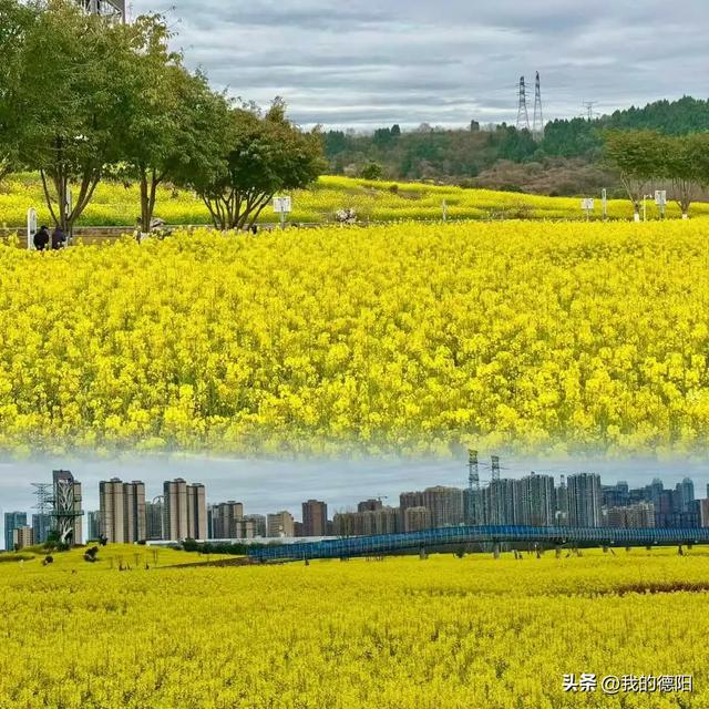 黄了！德阳人彻底坐不住了！这个周末就去！