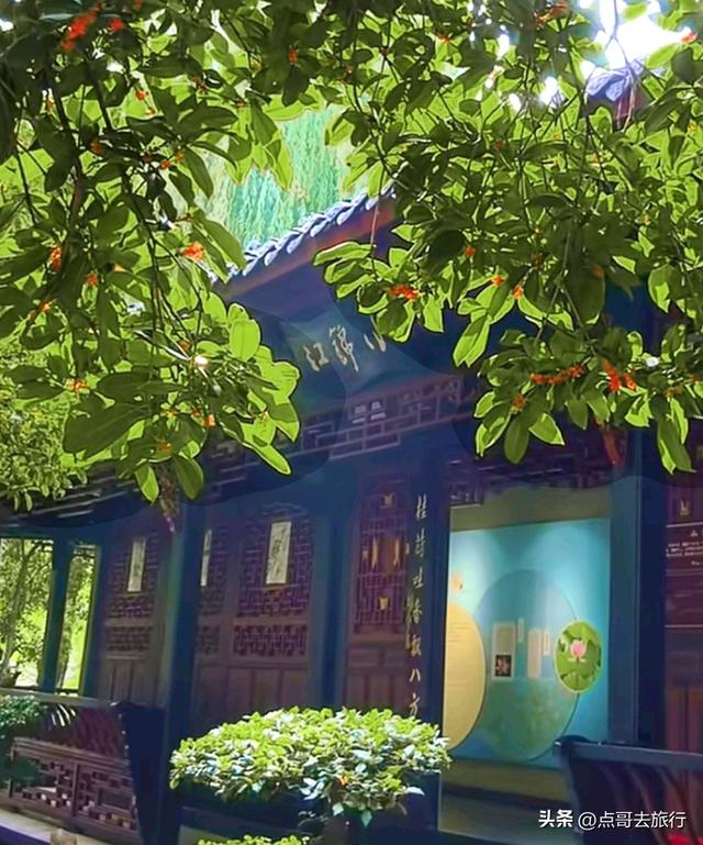成都最出名的桂花观赏地，超级低调，桂香四溢，地铁公交车直达！