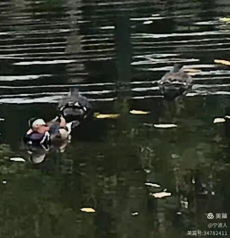 兆麟公园看鸳鸯戏水