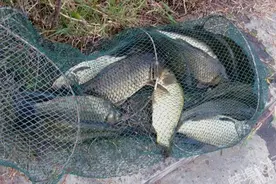 野钓大鲫鱼，4个给力“神窝”配方，想不连竿都难图片