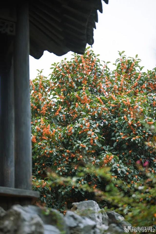 秋日南京，金色相逢