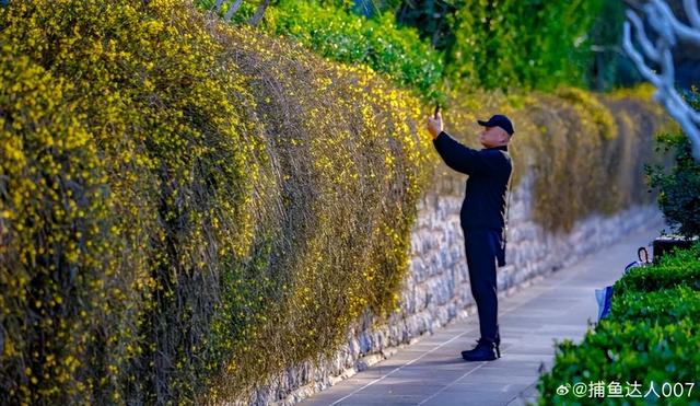 济南的春天，从一抹金黄开始！