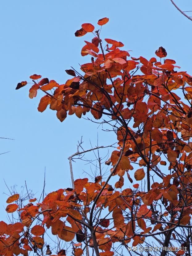霜叶满阶红！石家庄市公园广场、水系沿线黄栌进入最佳观赏期