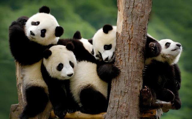 山多耕地少，真的是中国的劣势吗？为什么就我们一个古国剩下来？