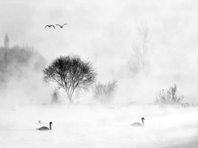 伊宁天鹅泉湿地公园：冬日里的生态诗画