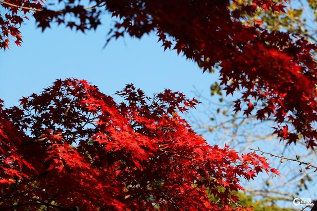 初冬限定浪漫：青岛中山公园红叶正艳