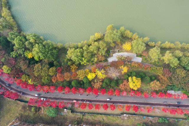 “枫”景正好！开封最美秋色已上线！