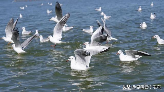 童心守护滇池蓝！小营员探秘湿地学科普