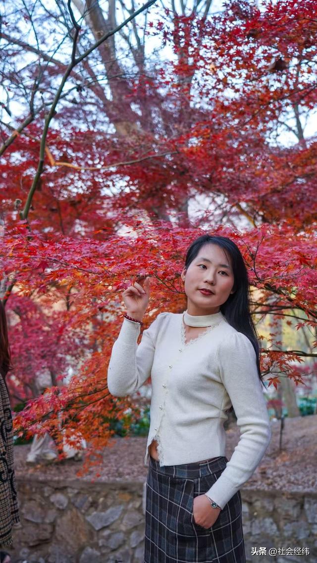 【每日一景】“枫”景这边独好 中山植物园红枫岗