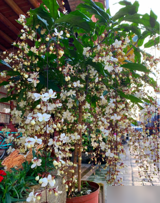 北京一太太，因“三角梅客厅”而走红，蜿蜒多姿，妥妥的视觉盛宴