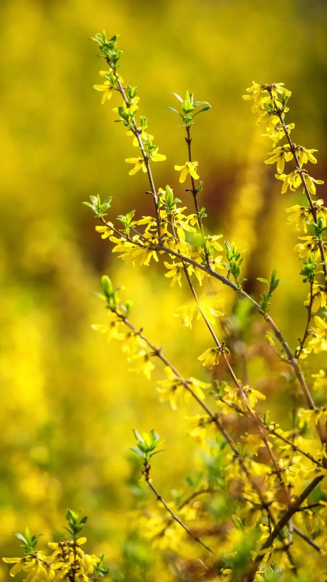 观音湖梅樱盛放!承包你的赏花浪漫
