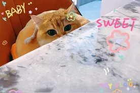 第一次养猫的‬你‬，闹过笑话吗？网友热评太可爱了！图片
