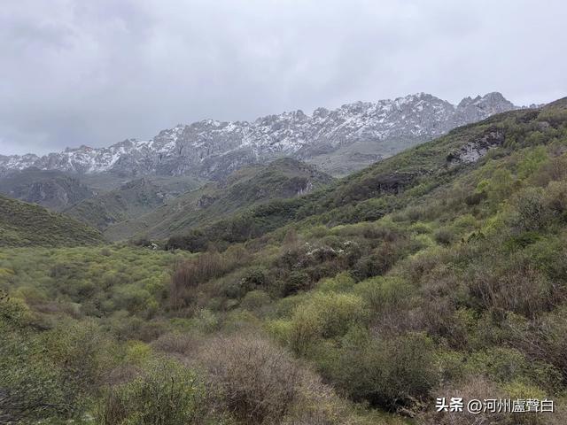 渭源双石门*石门雪山的杜鹃花
