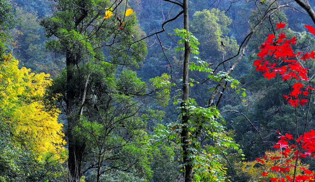 听说，山东的山最近变得「毛茸茸」？