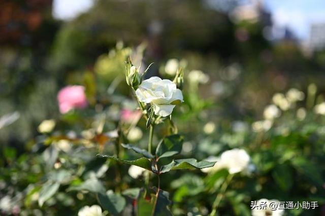40mm镜头是什么样的？与35mm、50mm镜头有何区别？