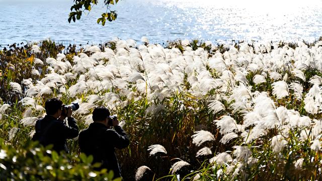 铜都霜染江天阔 银杏风吟入画来——安徽铜陵初冬
