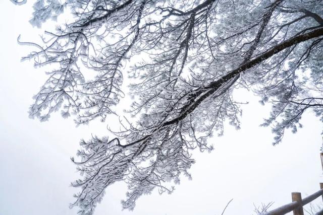 绝美！明月山今日雪景持续放送，速来打卡！