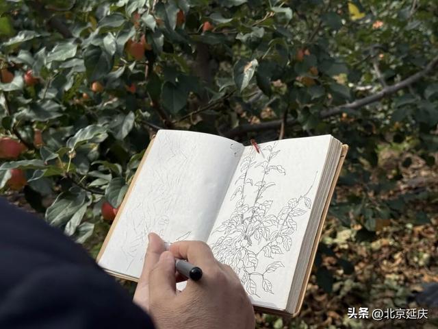 约好了哦~金秋一起到延庆摘海棠