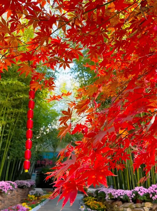 临沂「红杉」「红枫」浓度拉满，出片率100%