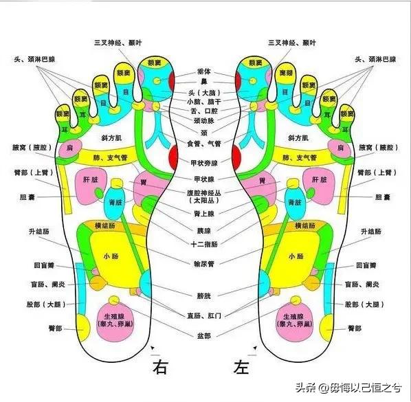 人体-结构-功能-系统