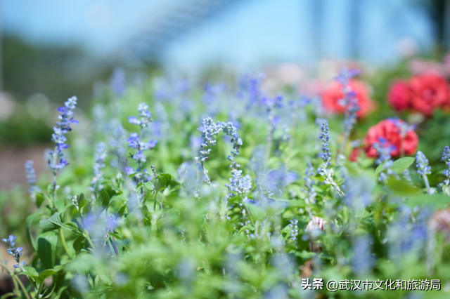 赏花正当时｜万花齐放！武汉这片金色进入最佳观赏期！