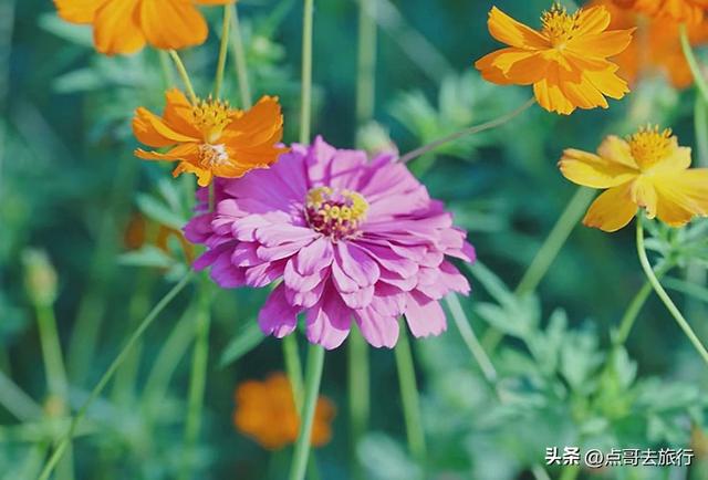 成都最近的格桑花海，6万多平米，山坡被美爆，地铁直达！