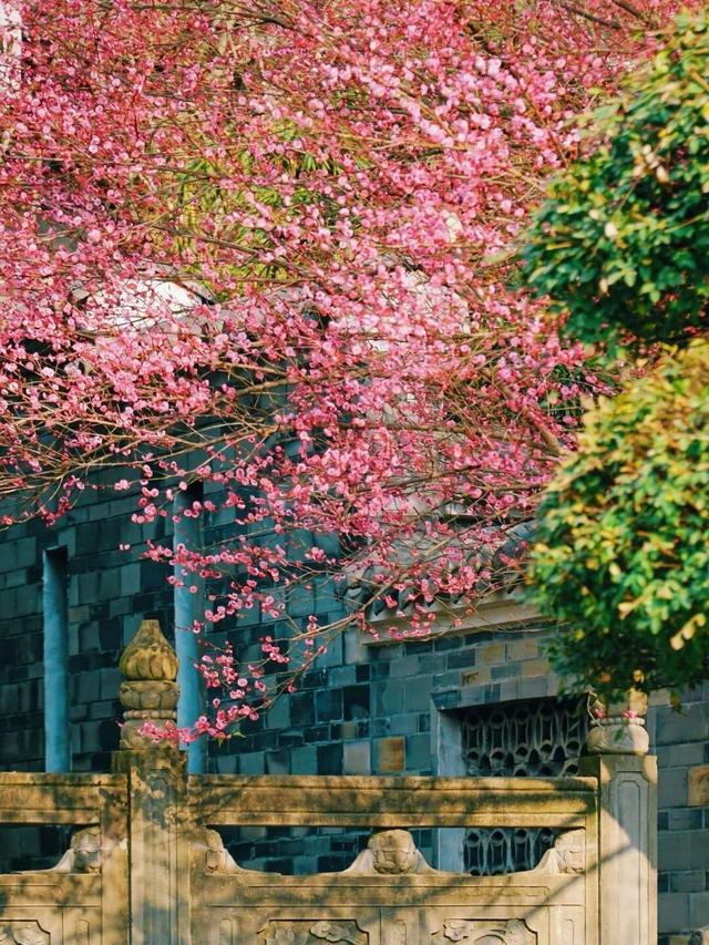 满屏梅花🤩不用怀疑！你期盼的春天提前来了！