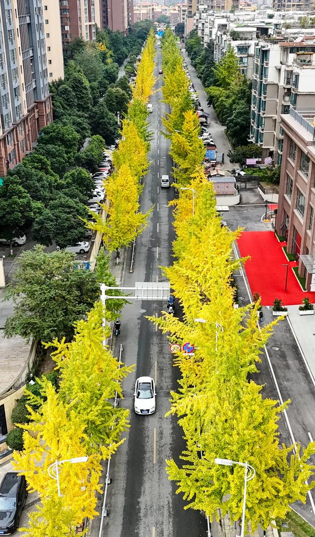 好看！好拍！郫都银杏打卡攻略→
