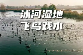 日照市莒县：沭河湿地飞鸟戏水图片