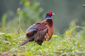 民间神兽 野鸡图片