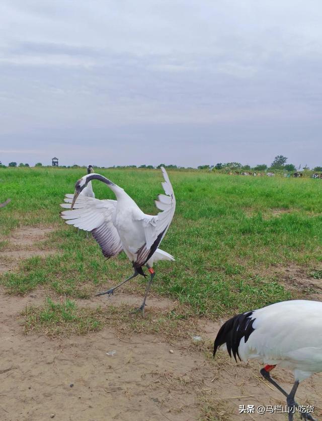 江苏盐城 | 这座宝藏小城太值得去了！