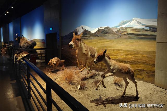 拉萨市：参观西藏自然科学博物馆