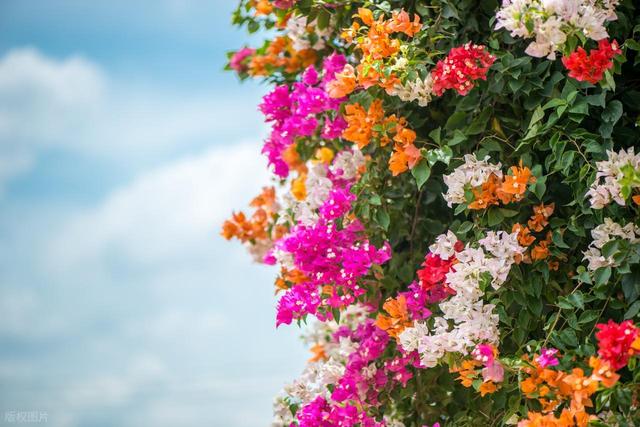 漫步广州黄埔“会呼吸”的绿道环线：一场串联公园与桥的治愈之旅