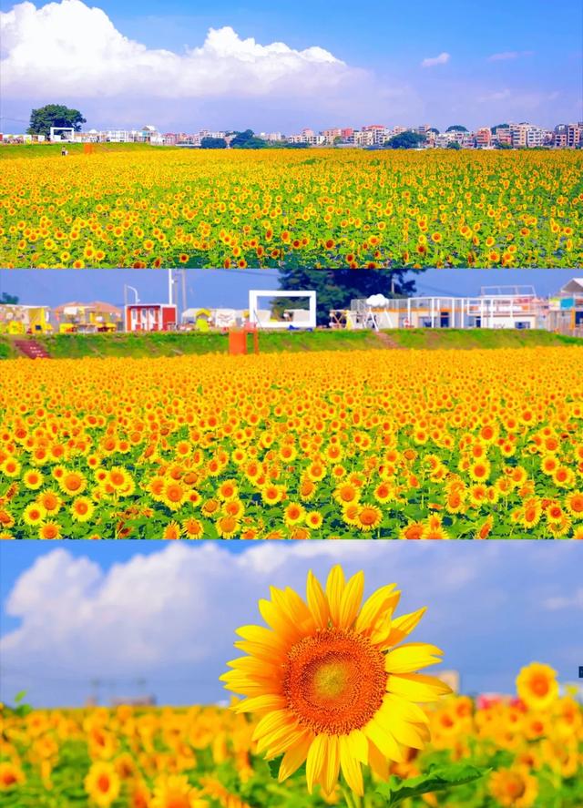 被厦门的秋天圈粉了!金色花海、粉色“云霞”……周末就出发→