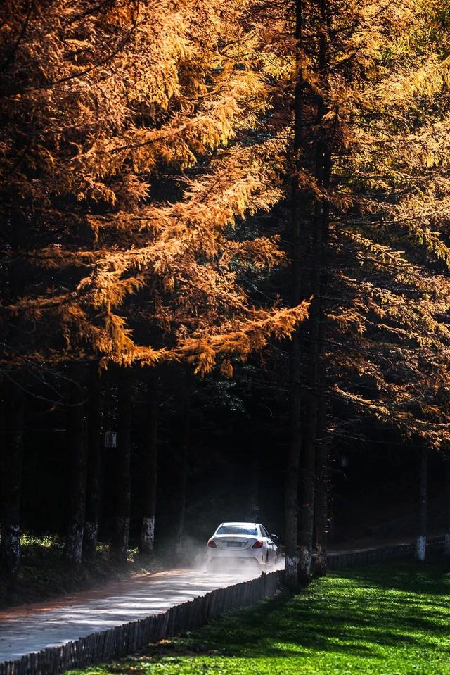 广元不远 周末优选 | 秋色短暂，曾家山赏秋路线来啦！